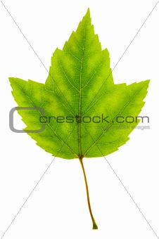 isolated green maple leaf