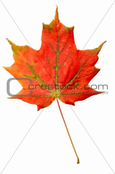 colorful maple leaf