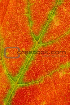 red and green maple leaf texture