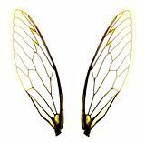 two cicada wings