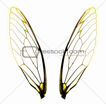 two cicada wings