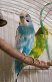 House parrots
