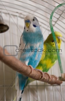 House parrots
