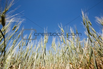 Wheat Detail