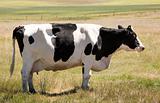 Unamused Holstein Cow