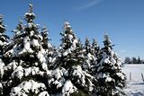 Snow Covered Evergreens
