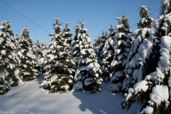 Snowy Evergreens
