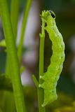 Green caterpillar.