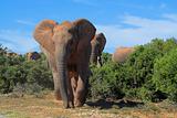 Elephants in the african bush