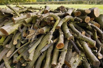 cut logs in forest
