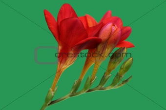 Red freesia on green background