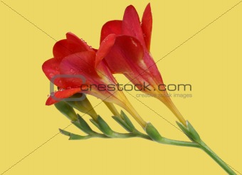 Red freesia on yellow background