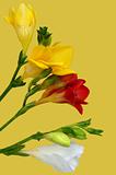 Colorful freesia on yellow background