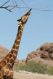 Giraffe Stretch