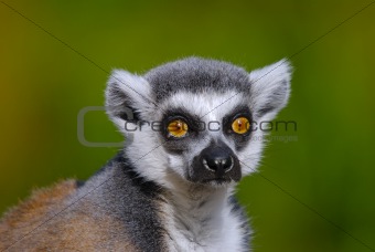 ring tailed lemur catta