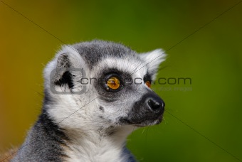 lemur catta