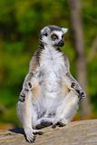 ring tailed lemur 
