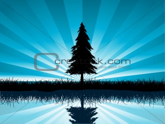 Solitary fir tree