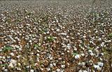 Cotton field 