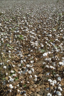Cotton field 