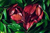 Jasmine leafs heart
