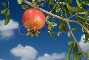 pomegranate on branch