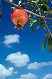 pomegranate on branch