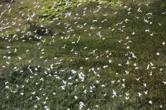 Fying white egrets.