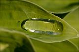Water on leaf