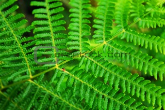 Fern leaf
