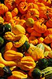 Pumpkins and gourds