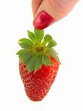 Large strawberries in a female hand isolated on white background 
