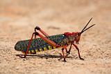 Colourful Locust