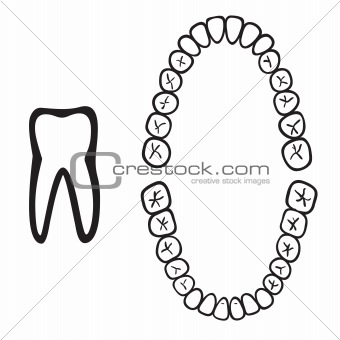 numbers of white isolated tooth vector illustration 
