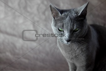 Russian Blue Cat