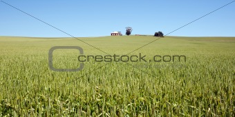 wheat grass in countryside