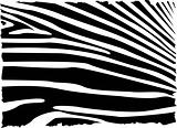 vecror zebra abstract background