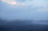 Foggy moor landscape dark blue with canes  birds
