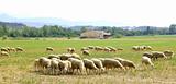 sheep flock grazing meadow in grass field