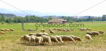 sheep flock grazing meadow in grass field