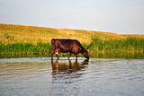 The cow drinks water in the river