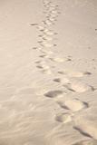 soft treads on sand beach