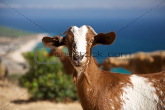 watching goat