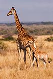 Young Giraffe With Mother