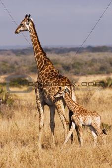 Young Giraffe With Mother