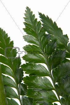 Fern leaf detail