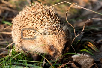 Hedgehog in wood