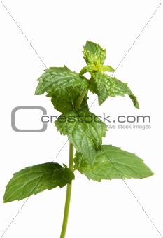 Mint leaves isolated on white background