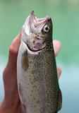 The caught rainbow trout