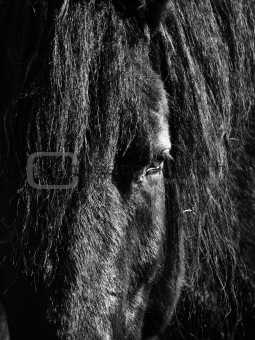 Black Horse Head